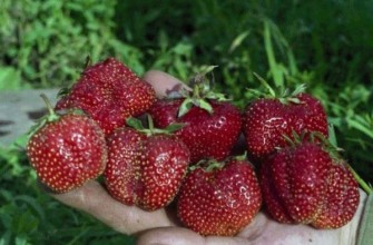 พันธุ์โบโรวิตสกายา