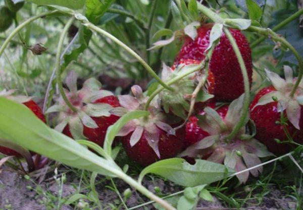 Variété de diamant