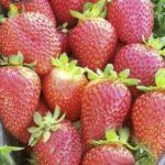 ผลสตรอเบอร์รี่