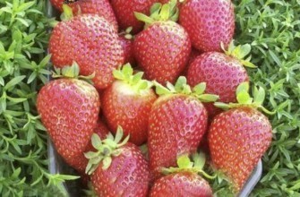 ผลสตรอเบอร์รี่