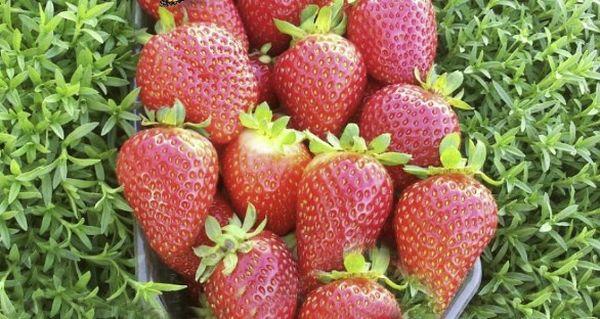 fraises