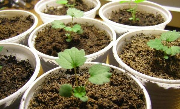 conteneurs avec semis