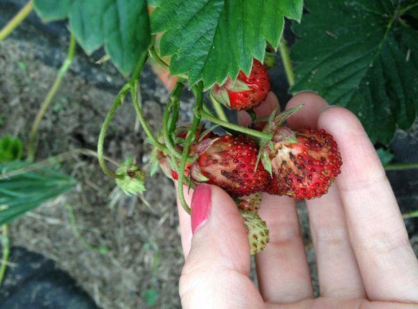 Maladies du fraisier