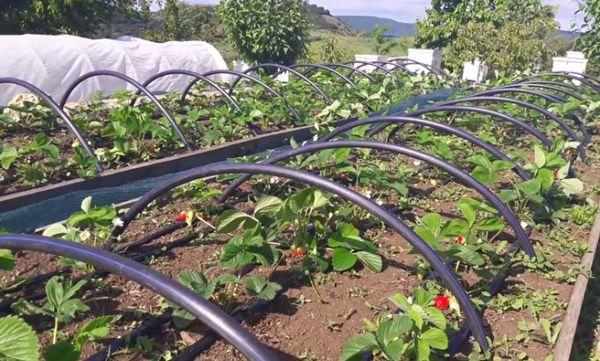 cultiver des fraises