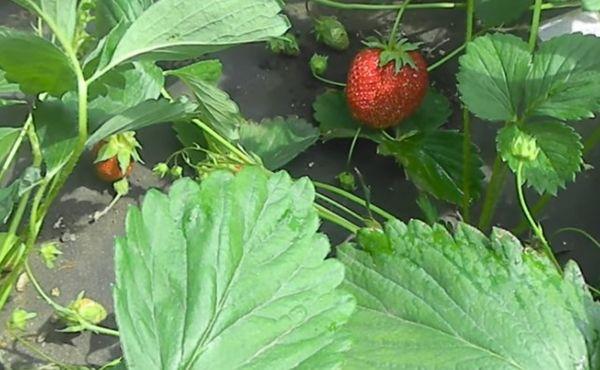 feuilles de fraisier