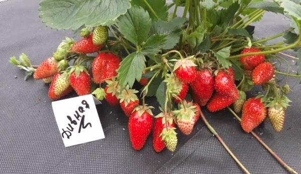 fruits du merveilleux