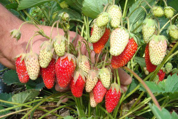 maturation des fraises