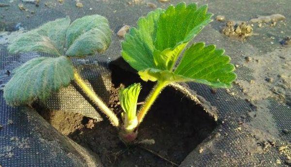 ถั่วงอกสตรอเบอร์รี่