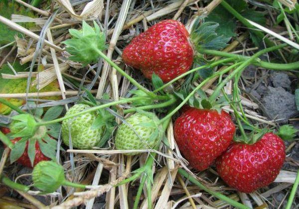 การปลูกสตรอเบอร์รี่