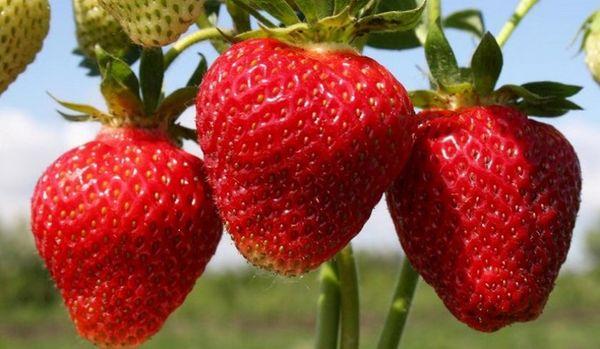 คุณสมบัติของรสชาติ