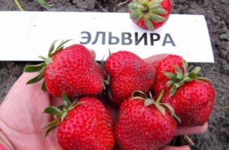 พันธุ์เอลวีร่า