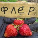 พืชผลเบอร์รี่