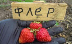 คำอธิบายพันธุ์สตรอว์เบอร์รีเฟลอร์ การเพาะปลูกและเคล็ดลับการดูแล