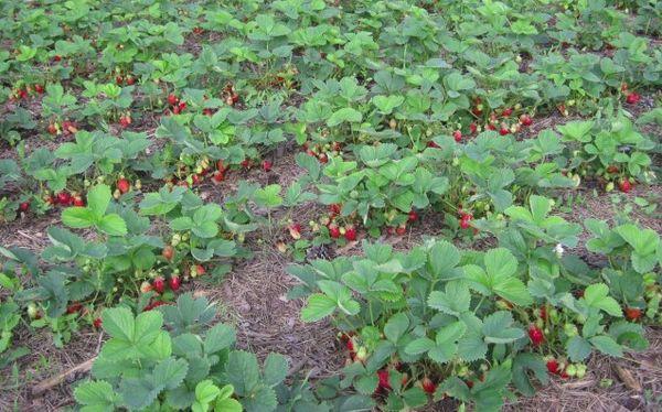 parterres de fraises