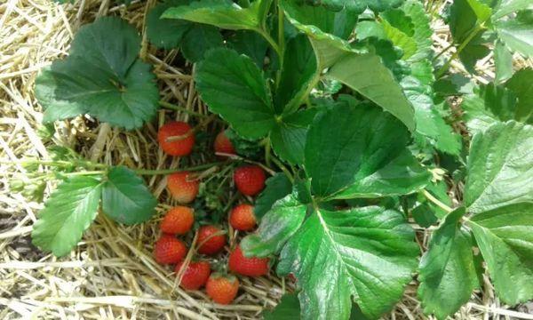 fraises résistantes à l'hiver