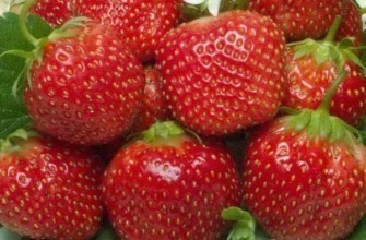 สตรอเบอร์รี่ขนาดใหญ่