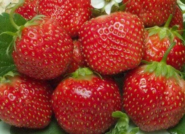grosses fraises