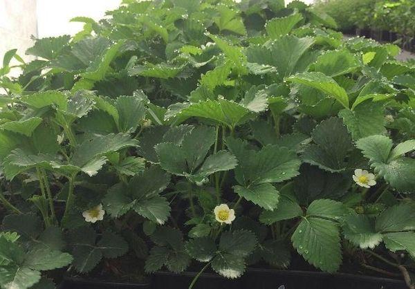 plants de fraises