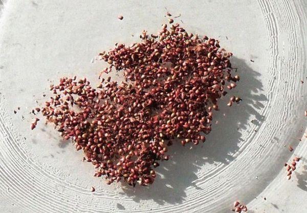 Stratification des semences