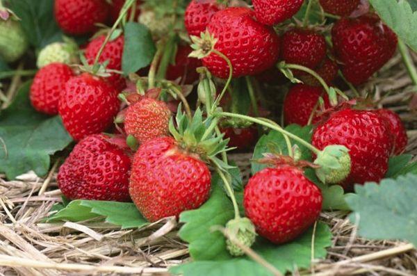 paillage de fraises