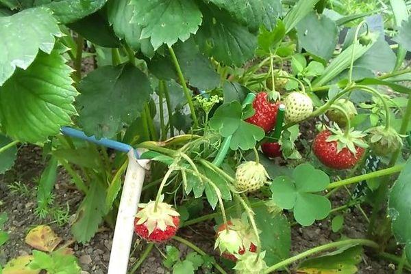 Variété de vacances