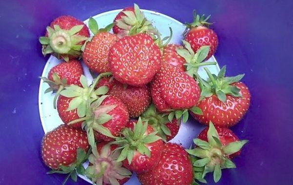 assiette de fraises