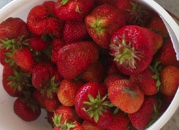 fraises mûres