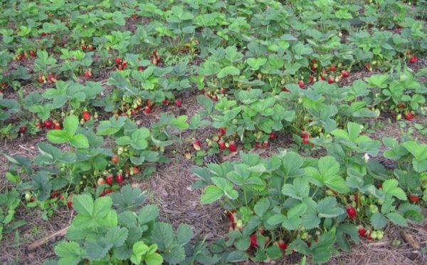 parterres de fraises