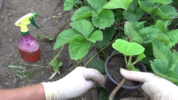 cultiver des fraises