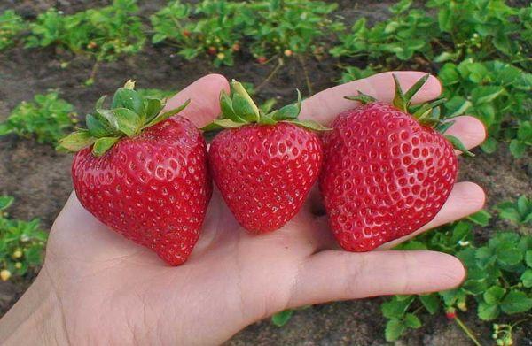 trois fraises