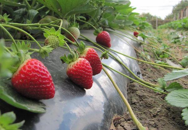 Un abri pour l'hiver