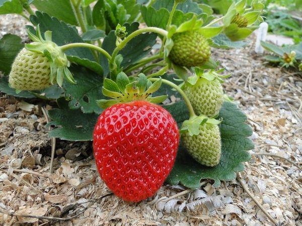 สตรอเบอร์รี่สุก