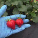 สตรอเบอร์รี่ในมือ