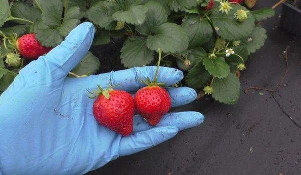 สตรอเบอร์รี่ในมือ
