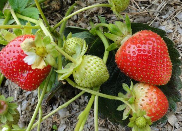 การปลูกสตรอเบอร์รี่