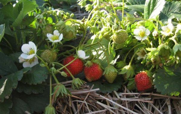 การคลุมดินสตรอเบอร์รี่