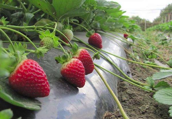 การปลูกสตรอเบอร์รี่