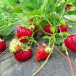 การปลูกสตรอเบอร์รี่