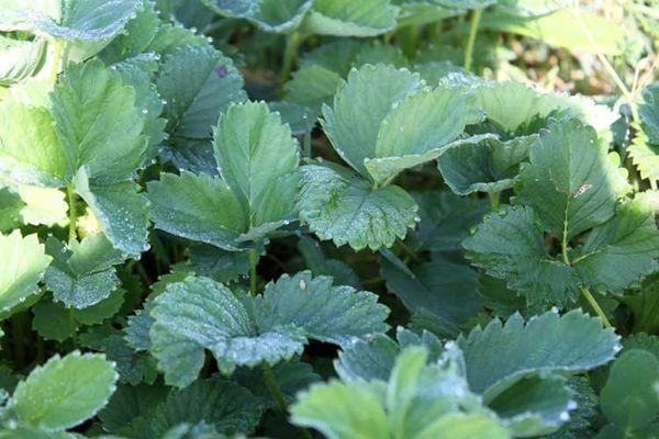 ใบสตรอเบอร์รี่