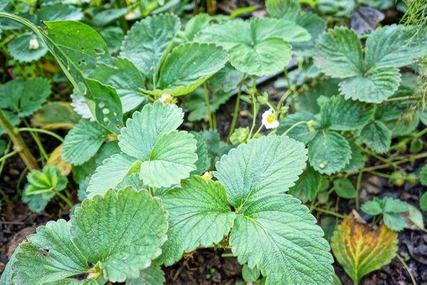 ทำไมต้นสตรอเบอร์รี่ที่ปลูกบางต้นจึงไม่ออกดอกหรือไม่ติดผล และจะทำอย่างไรได้บ้าง?