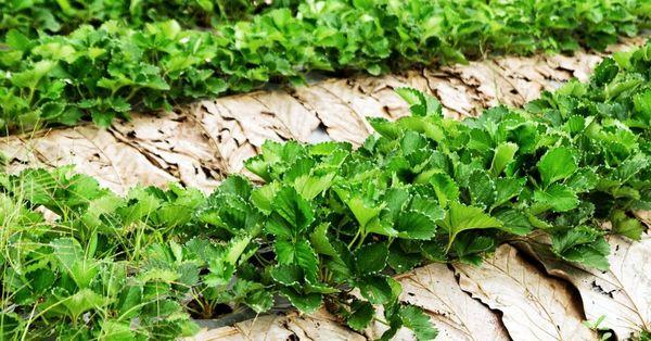 โรคต่างๆ