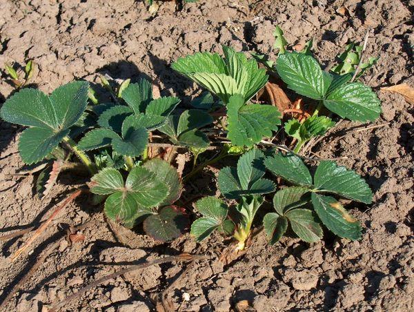 การใช้ไนโตรเจนเกินขนาด