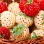 ผลสตรอเบอร์รี่