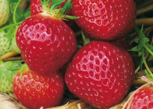 พันธุ์แพนโดร่า