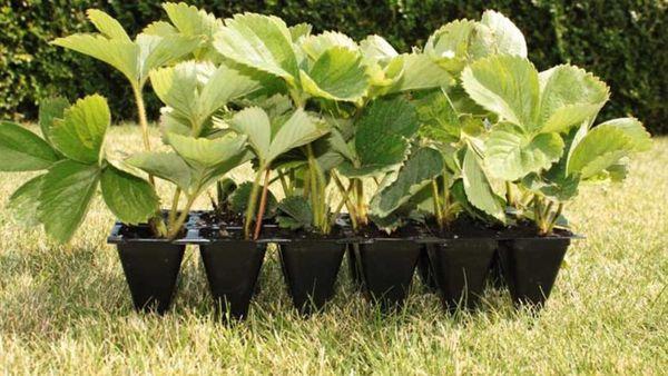 กระถางพร้อมต้นกล้า