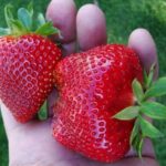 ผลไม้แพนโดร่า