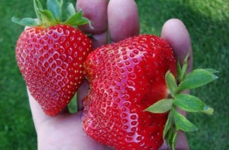 ผลไม้แพนโดร่า