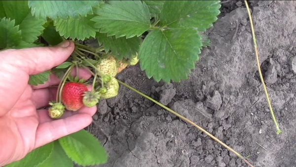 กฎการลงจอด