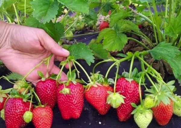 cultiver des fraises