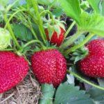 ความหลากหลาย